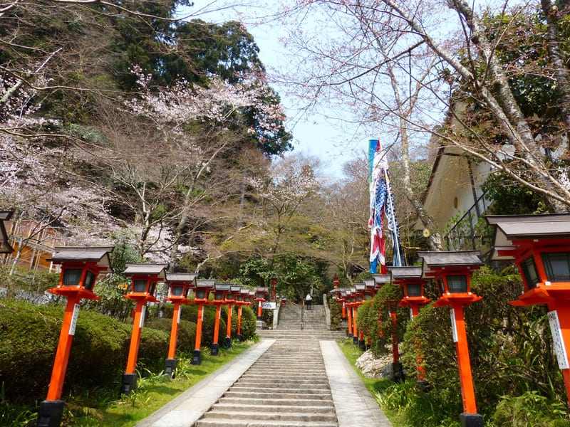 京都の桜 鞍馬寺へ行ってきました 14 4 10 雲珠桜とは まじくんママのぷち旅ぶろぐ 京都の桜 鞍馬寺へ行ってきました 14 4 10 雲珠桜とは まじくんママのぷち旅ぶろぐ