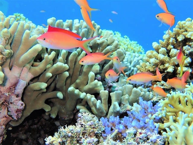 綺麗なサンゴ礁で海遊び トネリコ日記