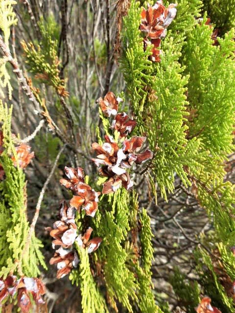 コノテガシワ 児の手柏 側柏 花追いウォーキング