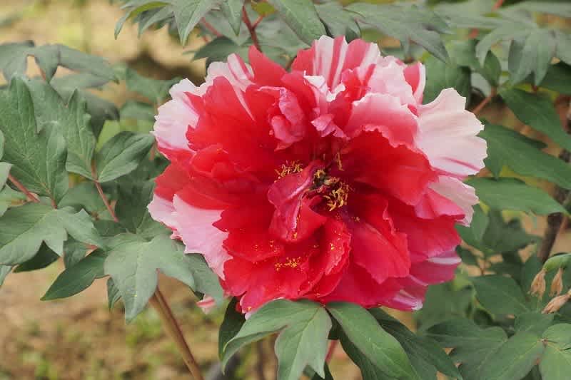 花の寺 岡寺のボタン 明日香村 気ままな山旅