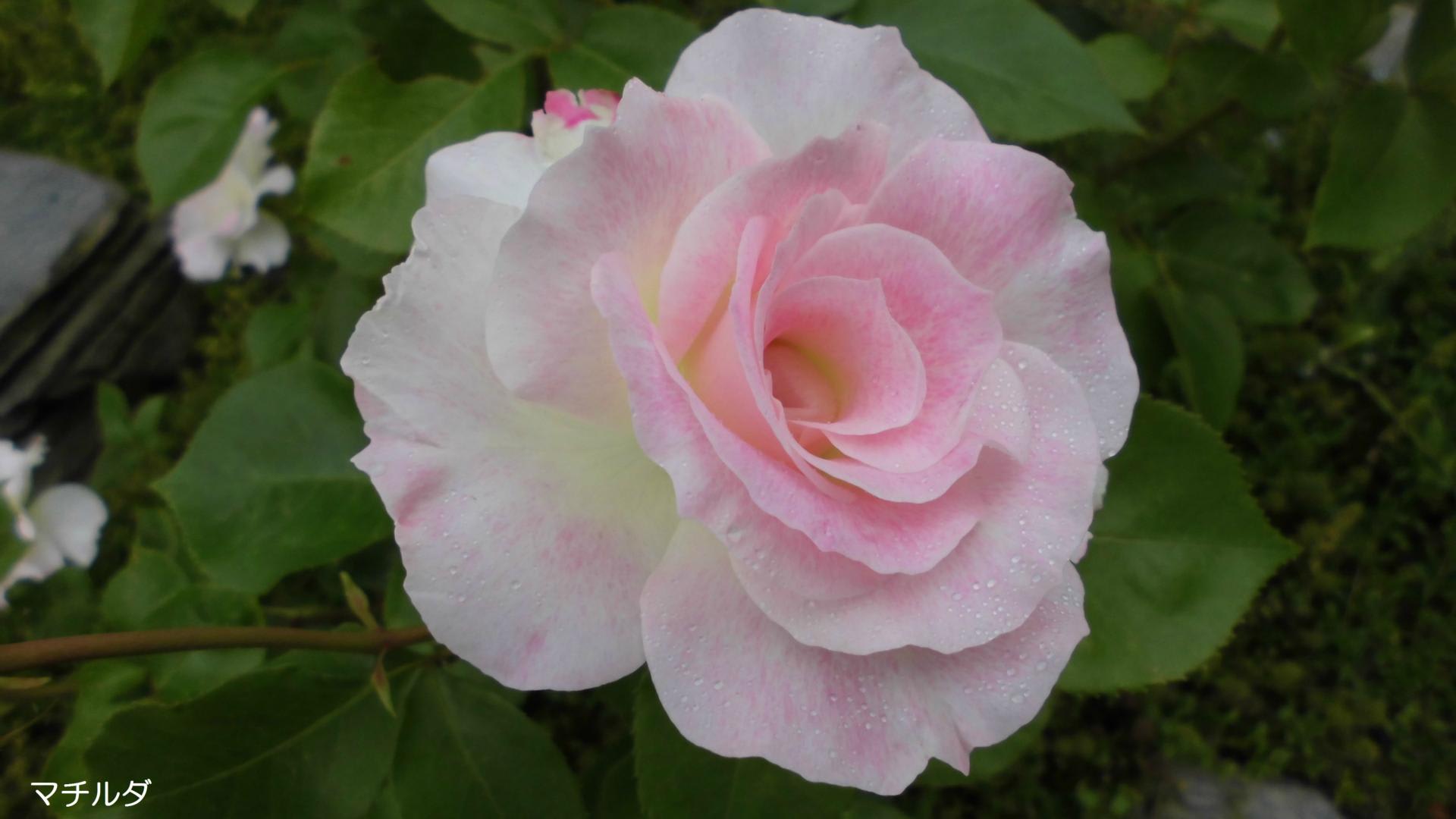 私の愛するバラ１０選 マチルダ 四季彩ガーデンにようこそ