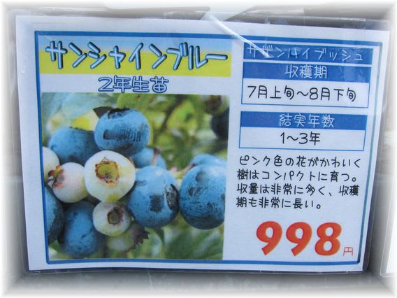 ブルーベリーは 神様が与えて下さった星の果物 試行錯誤の家庭菜園
