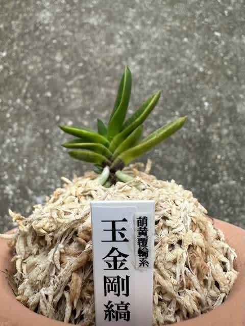 玉金剛縞 萌黄覆輪系 - 奥深い富貴蘭