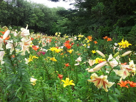所沢ゆり園 色鮮やかなユリの花が見頃に 13 7 1 ブログ 安心院の里