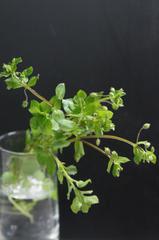 ペンペン草やヒヨコ草 七草です ほっとフォトだより