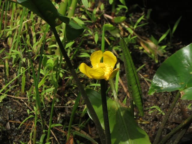 黄色いともしびが点灯したようなコウホネ 野の花 庭の花