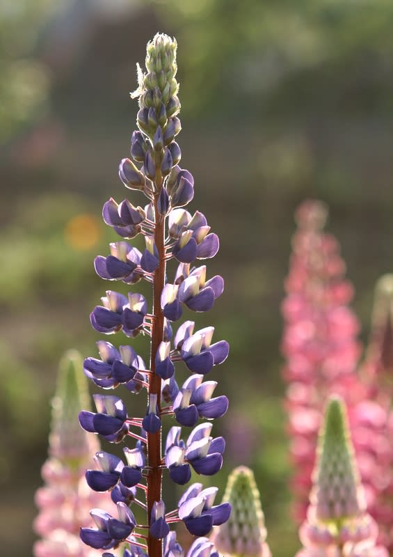 パステルカラーのルピナス 北海道の初夏の花 日々是好写真 毎日の写真生活日記と紀行メモリー