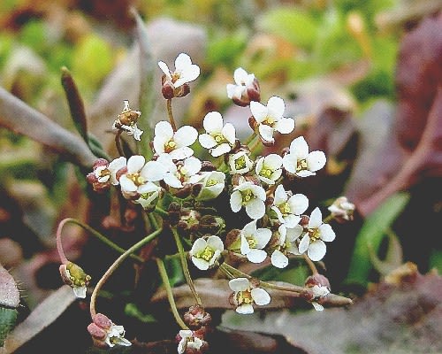 春を待ちわびる野草花 ナズナ ホシノヒトミ ホトケノザ コハコベ 他 花と徒然なるままに