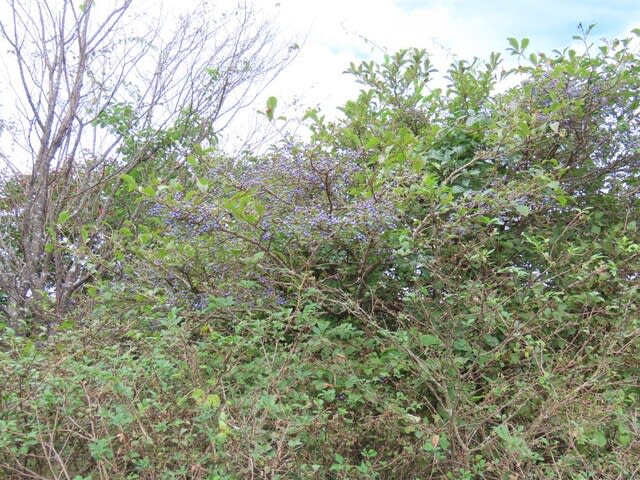 高ボッチ高原・鉢伏山で最近見る事の出来る実・種　サワフタギ（沢蓋木）の核果