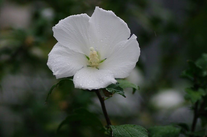 白い木槿 むくげ の花 めいすいの写真日記