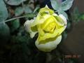 「黄色いバラ」