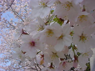 桜並木が満開