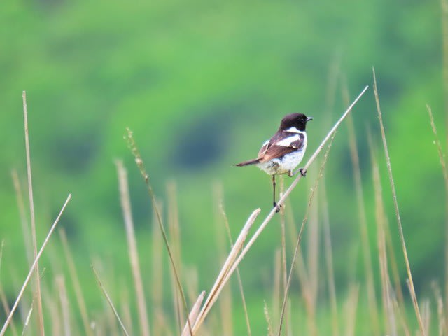高ボッチ高原・鉢伏山で見た鳥　ノビタキ（オス）　