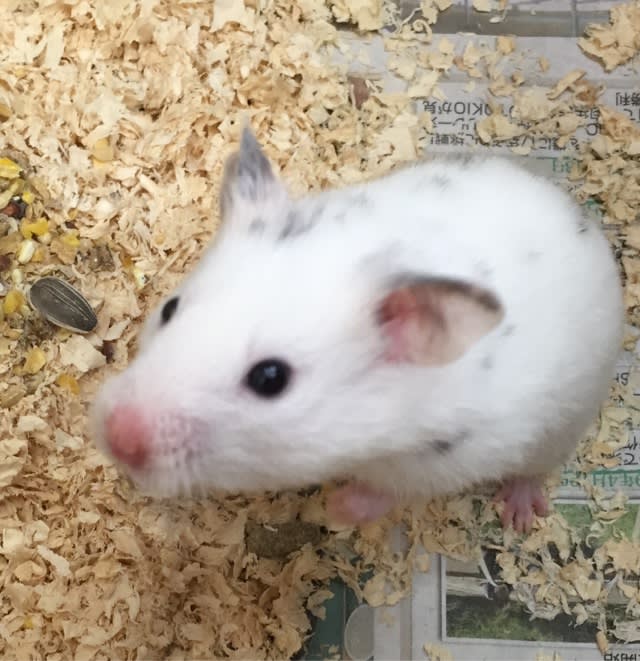 ダルメシアンハムスター決まった カブト クワガタの希少種がいるお店 フィールドガーデン ダルメシアンハムスター決まった カブト クワガタの希少種がいるお店 フィールドガーデン