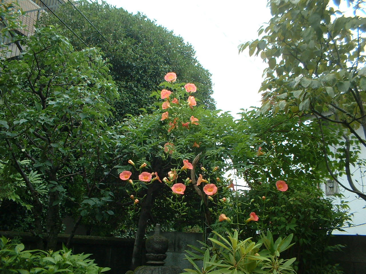 ノーゼンカツラ 我が家の庭の花
