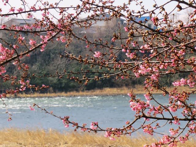 前橋花見四日目は西へ しっかり走ってから マナティーさんにもらったアコヤガイの貝柱を料理しました 猫のキキとヒゲおじさんのあんじゃあない毎日 前橋花見四日目は西へ しっかり走ってから マナティーさんにもらったアコヤガイの貝柱を料理しました 猫のキキとヒゲおじさんのあんじゃあない毎日