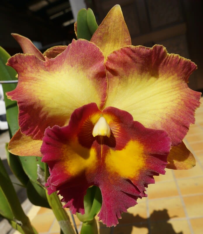 Rlc Chomthong Fancy カトログ カトレヤ交配種のブログ Hybrid Cattleya S Blog Database