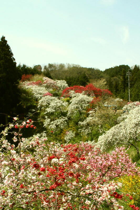 枝垂れ桃の里の画像