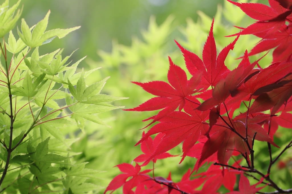 青もみじと赤もみじ - 自然を求めて近辺ぶらり