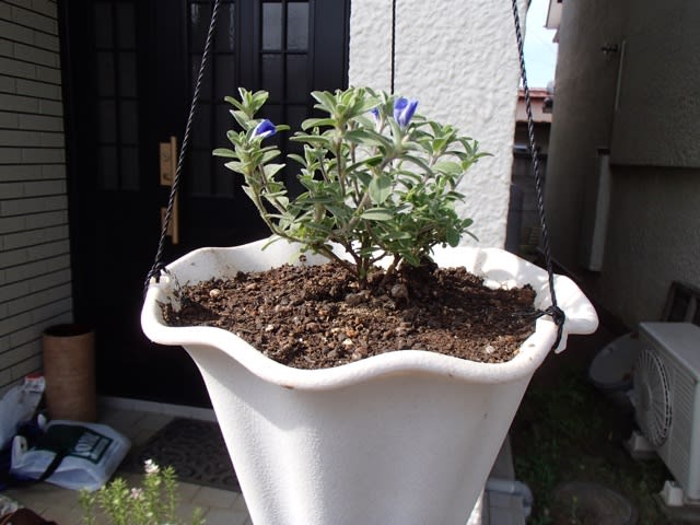 庭先のプランターを夏の花に植え替え 週末園芸日記 庭先のプランターを夏の花に植え替え 週末園芸日記