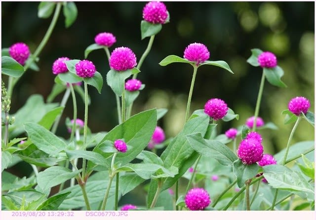 誕生日の花 ８月２０日 センニチコウ 千日紅 都内散歩 散歩と写真