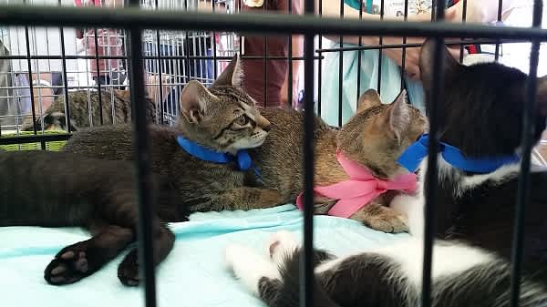 高崎市 動物愛護ふれあいフェスティバル ソプラノ歌手 山田 由紀子 歌に生き 愛に生き 人間と動物 お互いの命が共生 共存 共栄し 調和する社会を目指して 高崎市 動物愛護ふれあいフェスティバル ソプラノ歌手 山田 由紀子 歌に生き 愛に生き 人間と動物 お互いの命が共生 共存 共栄し 調和する社会を目指して