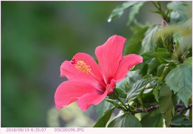 ハイビスカス 赤い花一重咲 都内散歩 散歩と写真
