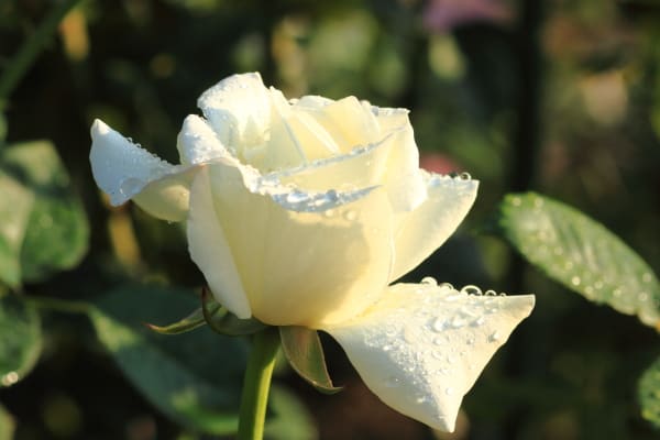 白バラの花言葉 約束を守る 参院選投票日を入れてあと４日 写真師の 新カメラ日記