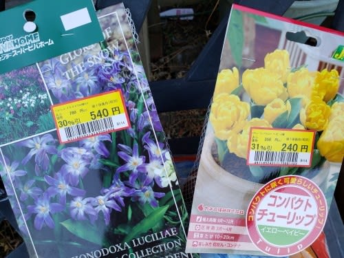 芽出し球根と黄色い花 旅するガーデナー 芽出し球根と黄色い花 旅するガーデナー