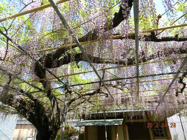 藤祭りの画像