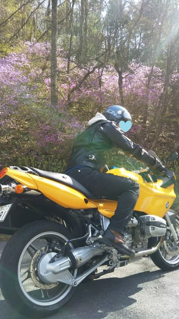 芝桜とネモフィラと春にやられたツーリング バイクの後部座席から