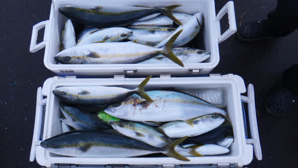 ジギング釣りで大漁のお魚さん hiro s diary あしあと ジギング釣りで大漁のお魚さん hiro s diary あしあと