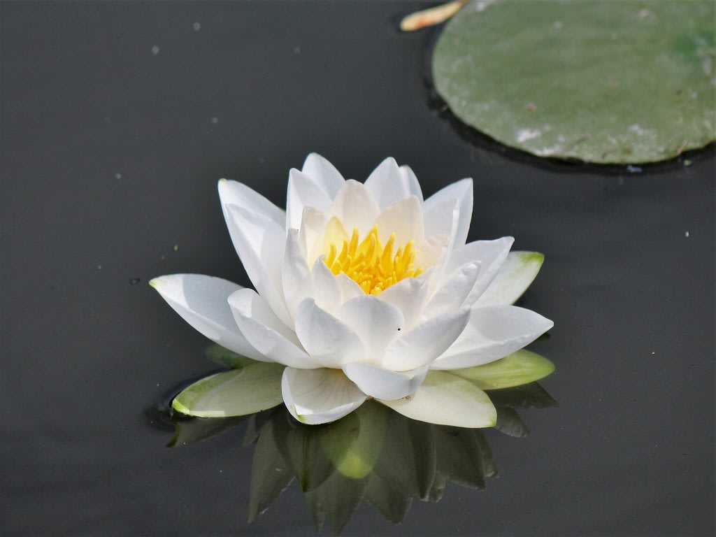 白い睡蓮 Atakaの趣味悠久 白い睡蓮 Atakaの趣味悠久