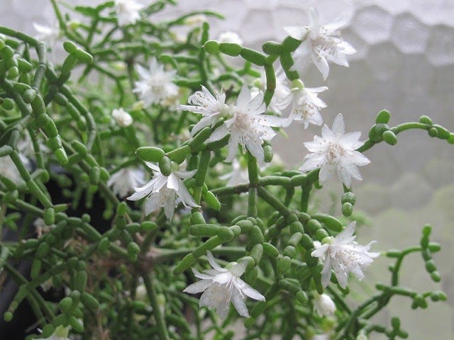 米粒リプサリスの花 Rhipsalis Cereuscula 蘭すきです 開花記録 暮らしノート