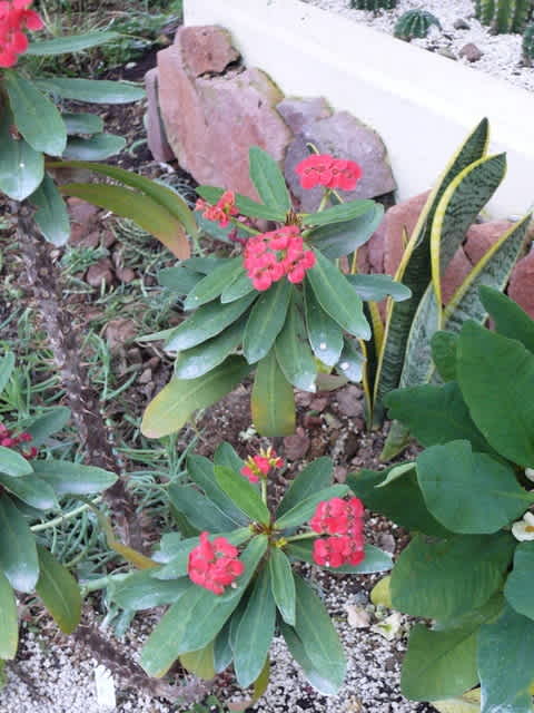 岩手県立花きセンターのハナキリン 花麒麟 八福神 17年12月8日 金 Peaの植物図鑑