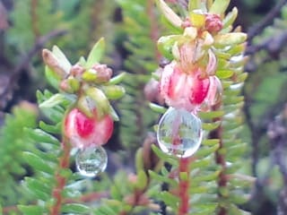 透明の花 Npo法人 大雪山自然学校