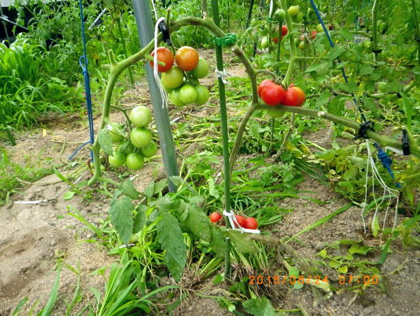 トマトの連続摘芯法 ２度めの捻枝 畑 野菜の記録