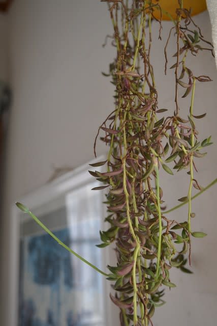 三日月ネックレスの花 花に癒されて