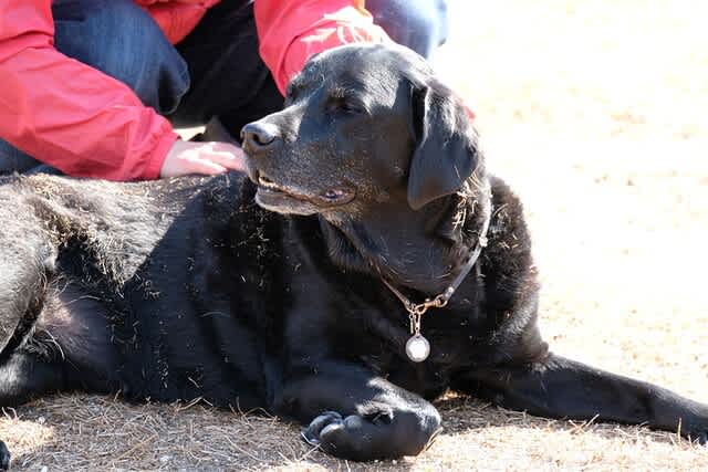 老犬と過ごす日々とタンパク質の重要性 ラブラドール トリプルスター昨日 今日 明日 老犬と過ごす日々とタンパク質の重要性 ラブラドール トリプルスター昨日 今日 明日