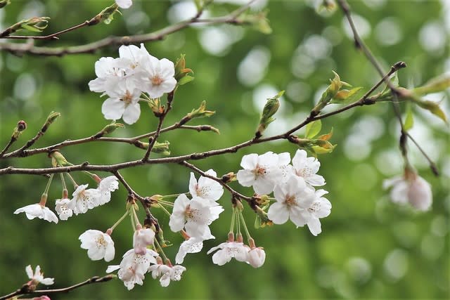 ソメイヨシノ 県 の 花