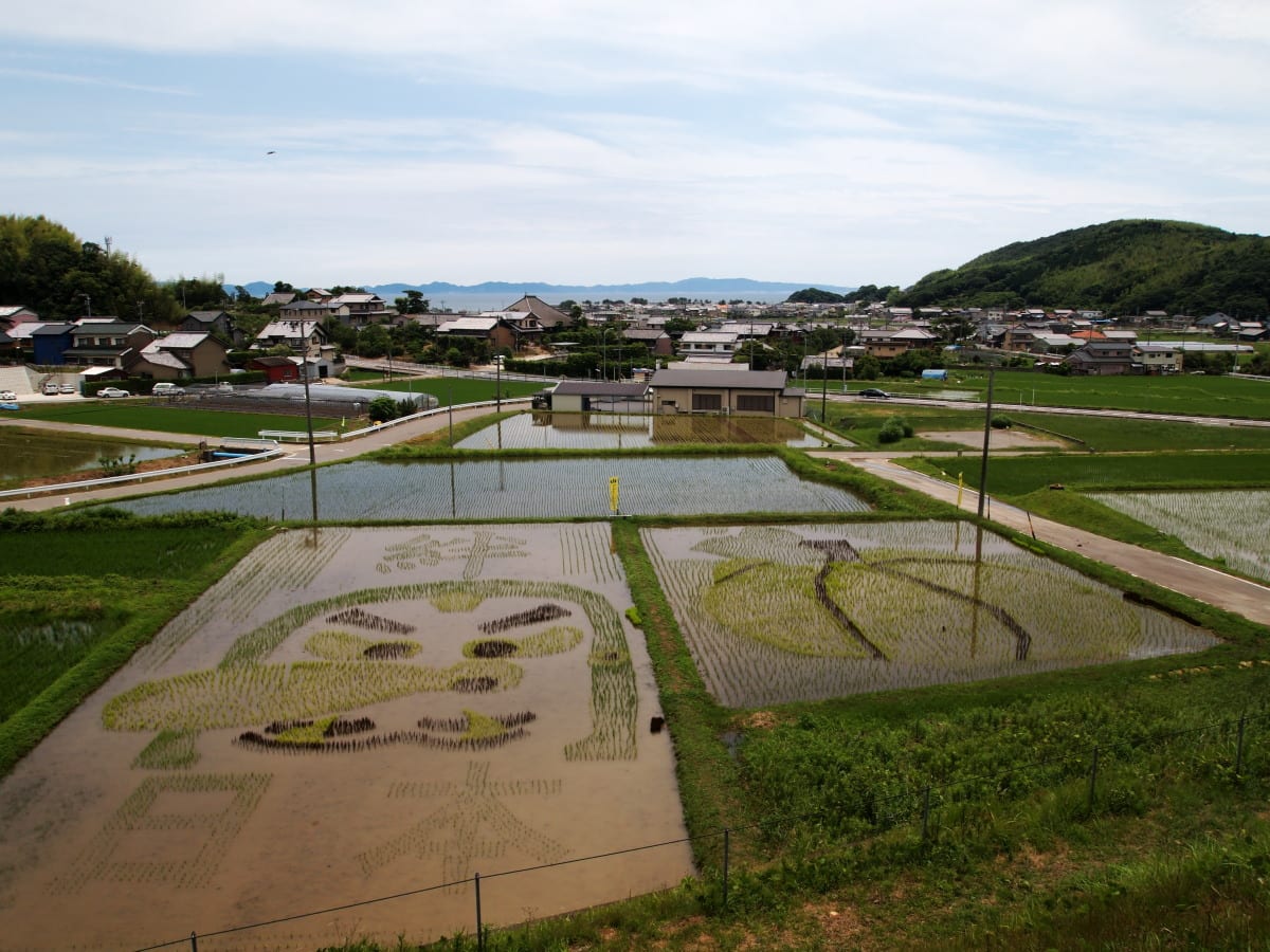 睡蓮の咲く池へ！の画像