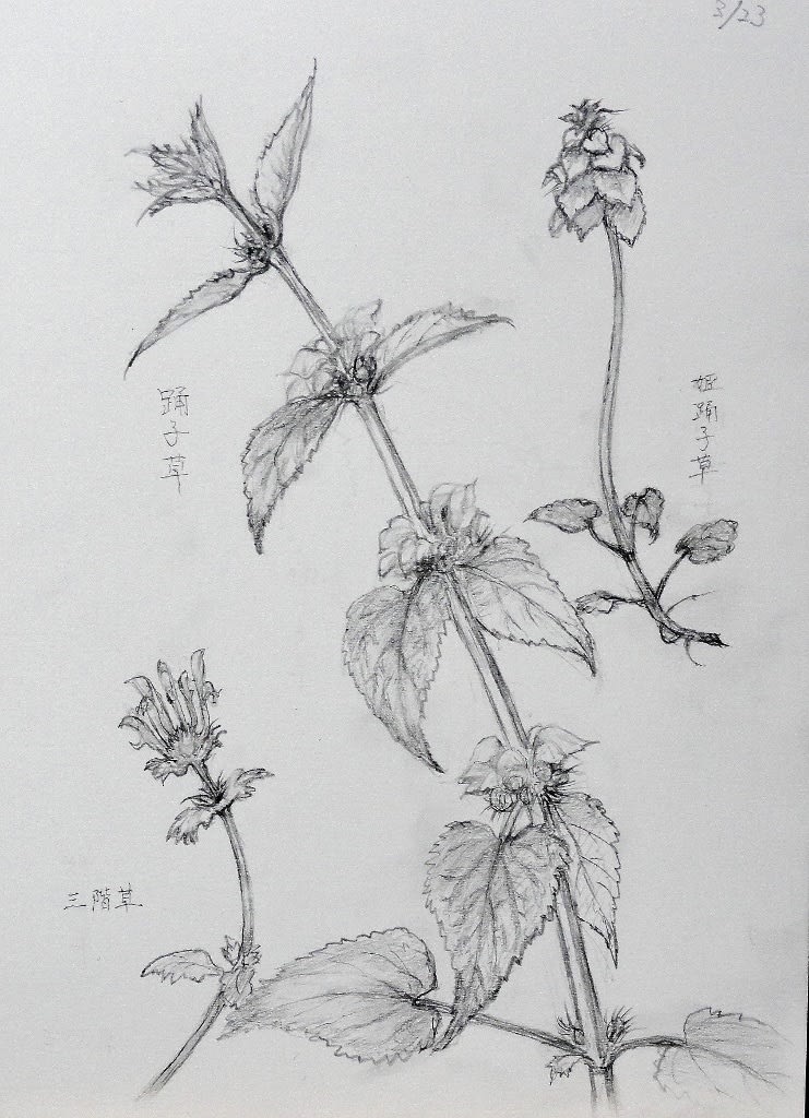 春の道端の小さな花 植物画教室で 朱と群青