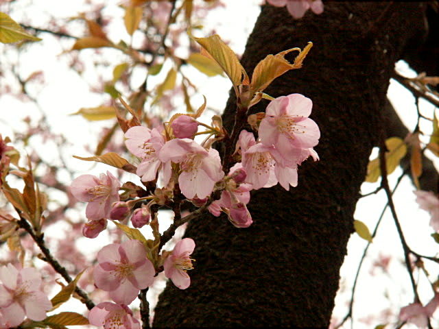若葉とともに河津桜 花の公園 俳句 ｉｎｇ