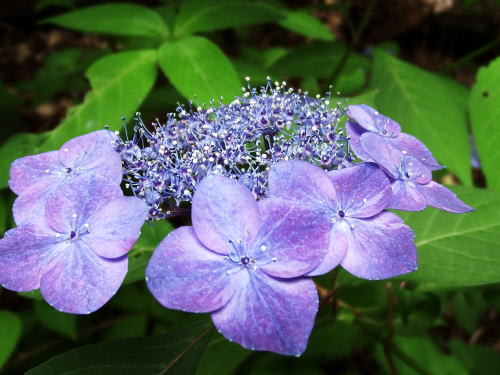 紫陽花寺