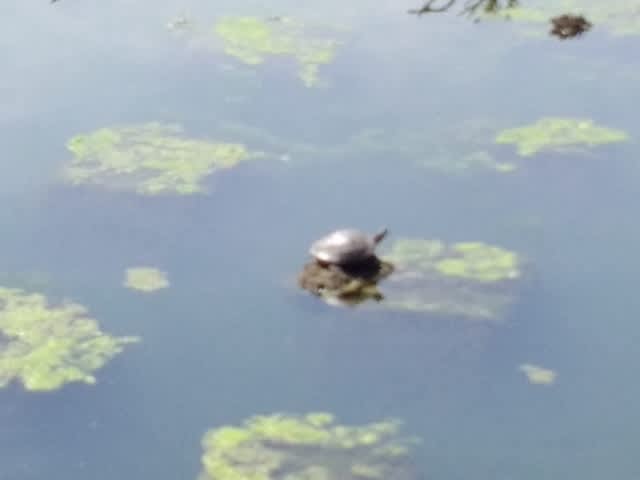 21年度 相模川の遡上鮎調査 2流釣り師のブログ 21年度 相模川の遡上鮎調査 2流釣り師のブログ