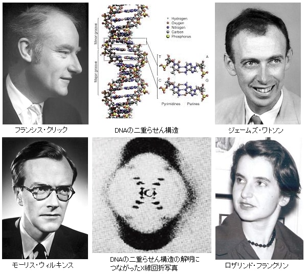 第62回ノーベル生理学医学賞 ワトソンとクリック 核酸の分子構造および生体における情報伝達に対するその意義の発見 Yes We Love Science