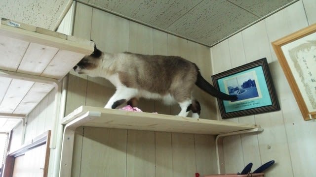 キャットウォーク DIY - ジジとチョビとちょこっとお庭。。