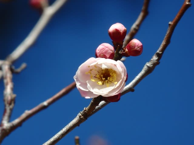 ウメ・西王母（セイオウボ）