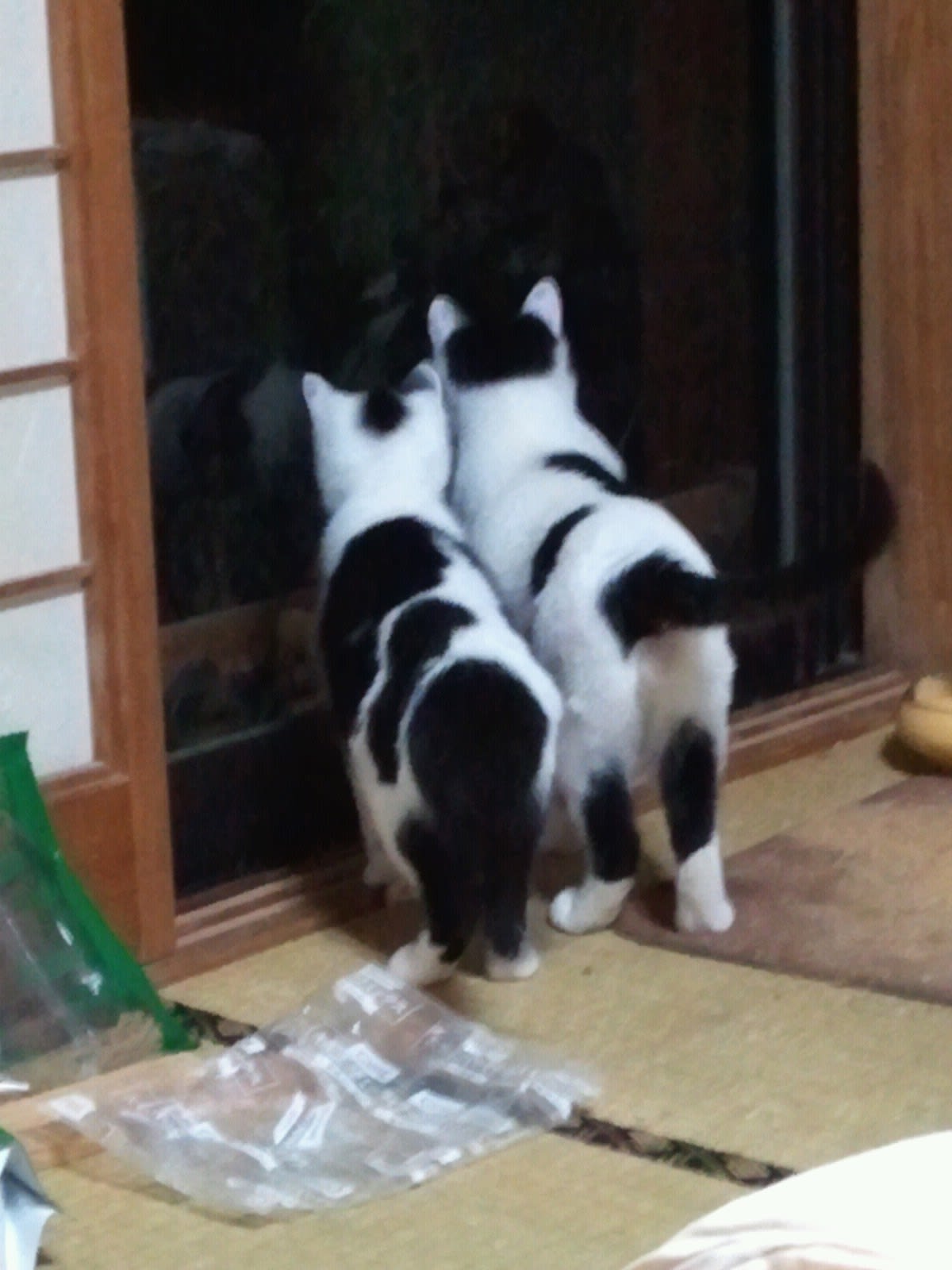 のぶた2匹の後ろ姿 トラちゃんが残した5匹の子猫 のぶた2匹の後ろ姿 トラちゃんが残した5匹の子猫