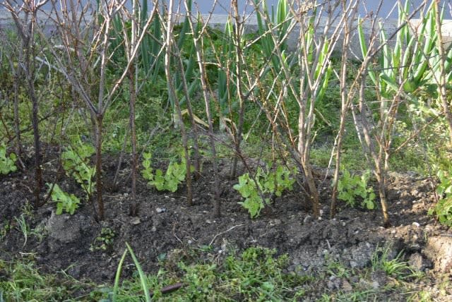 家庭菜園日誌 きぬさやエンドウの支柱立て 他 小さな庭とベランダ菜園の楽しみ I Enjoy Gardening And Growing Vegetables